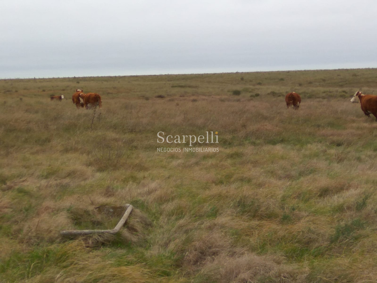 Campo Ref.42955 - Estupendo Campo Agrícola Ganadero proximo a Ruta 5 y Ciudad de Durazno