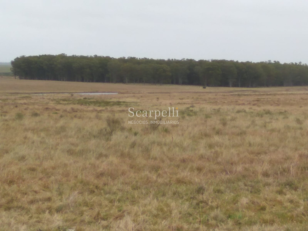 Campo Ref.42955 - Estupendo Campo Agrícola Ganadero proximo a Ruta 5 y Ciudad de Durazno