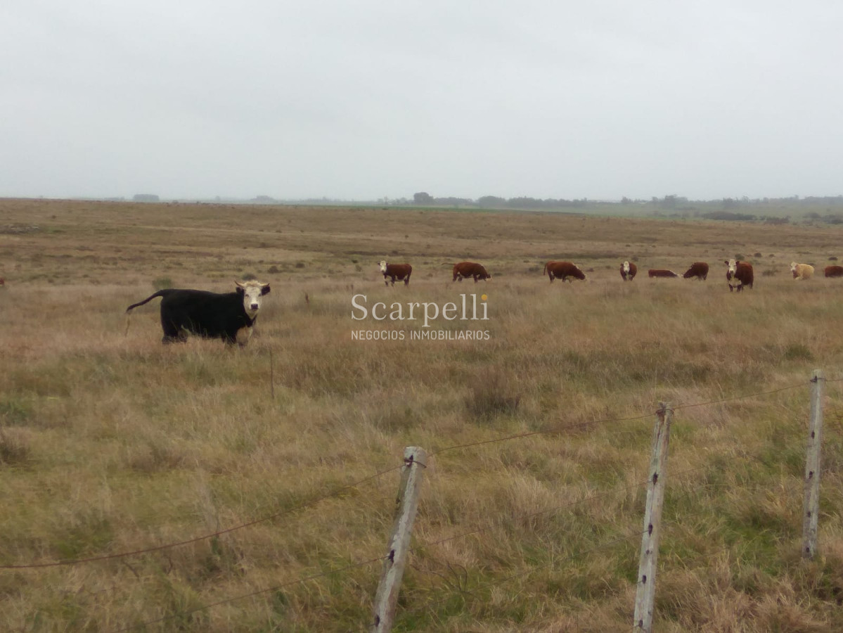 Campo Ref.42955 - Estupendo Campo Agrícola Ganadero proximo a Ruta 5 y Ciudad de Durazno