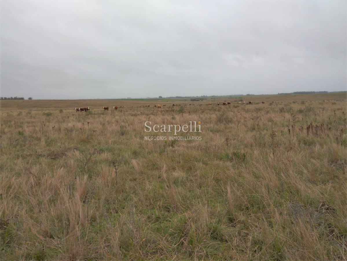 Campo Ref.42955 - Estupendo Campo Agrícola Ganadero proximo a Ruta 5 y Ciudad de Durazno