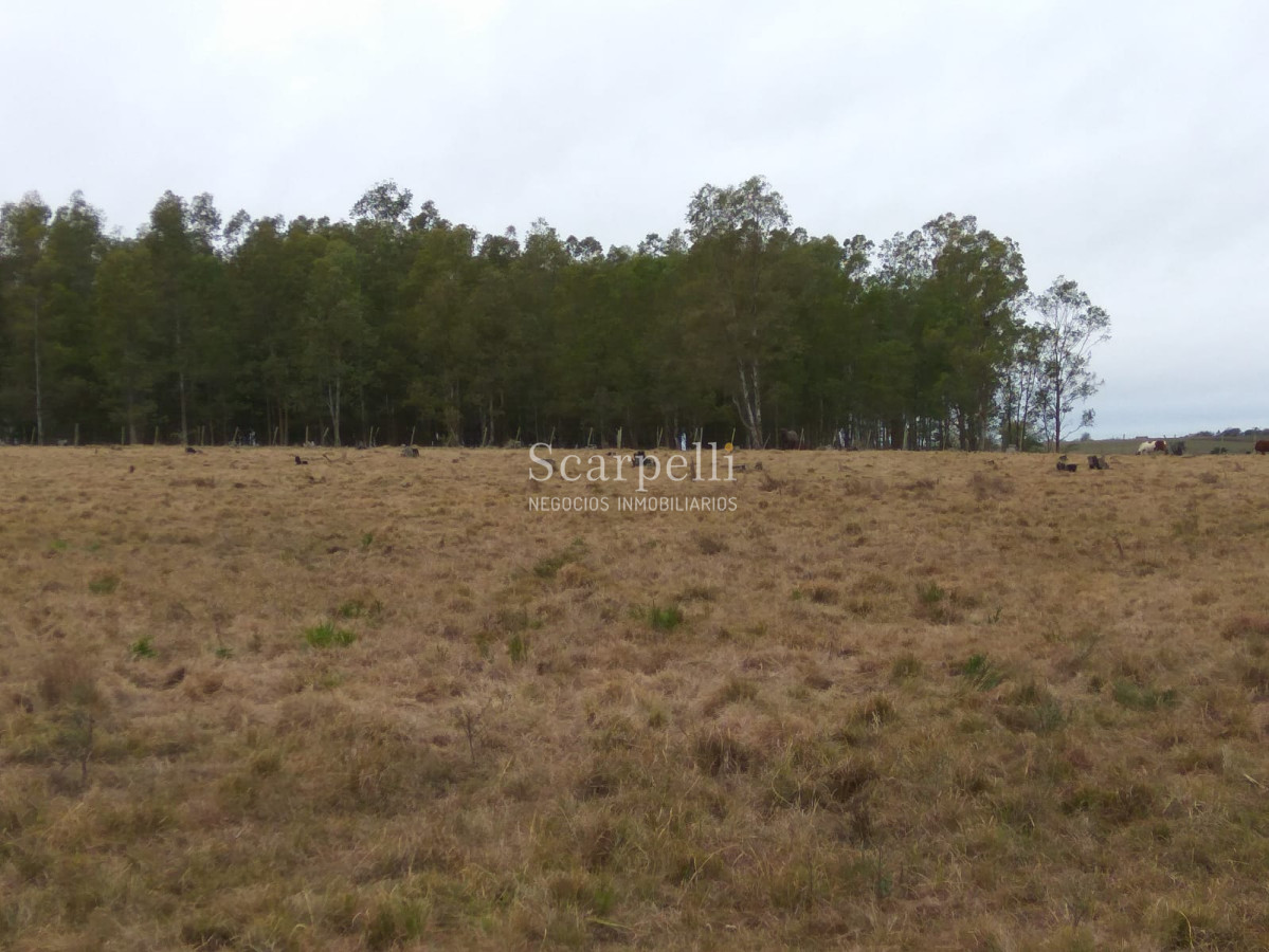 Campo Ref.42955 - Estupendo Campo Agrícola Ganadero proximo a Ruta 5 y Ciudad de Durazno