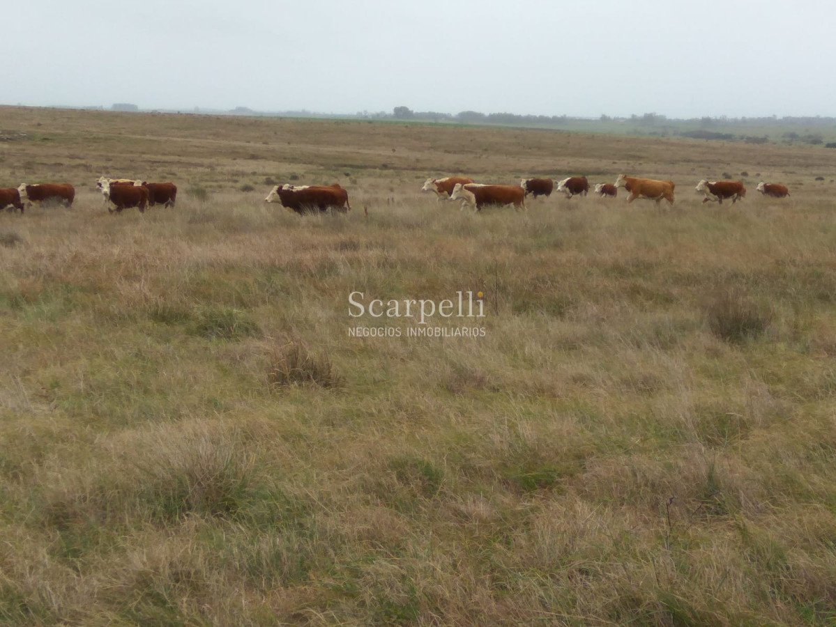 Campo Ref.42955 - Estupendo Campo Agrícola Ganadero proximo a Ruta 5 y Ciudad de Durazno