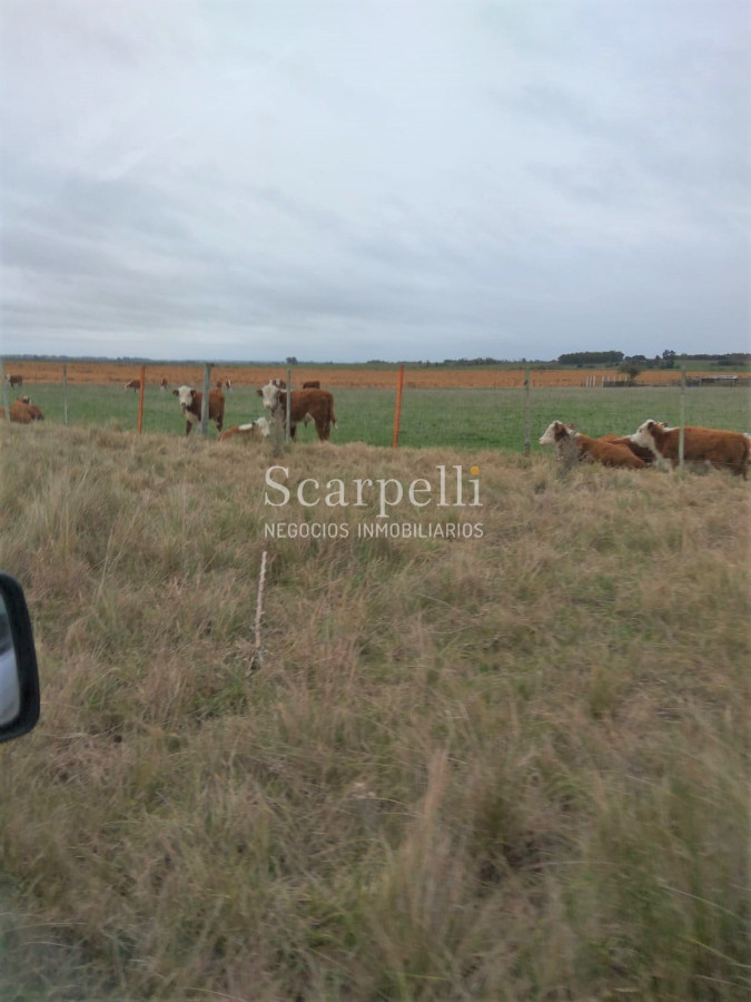 Campo Ref.42955 - Estupendo Campo Agrícola Ganadero proximo a Ruta 5 y Ciudad de Durazno