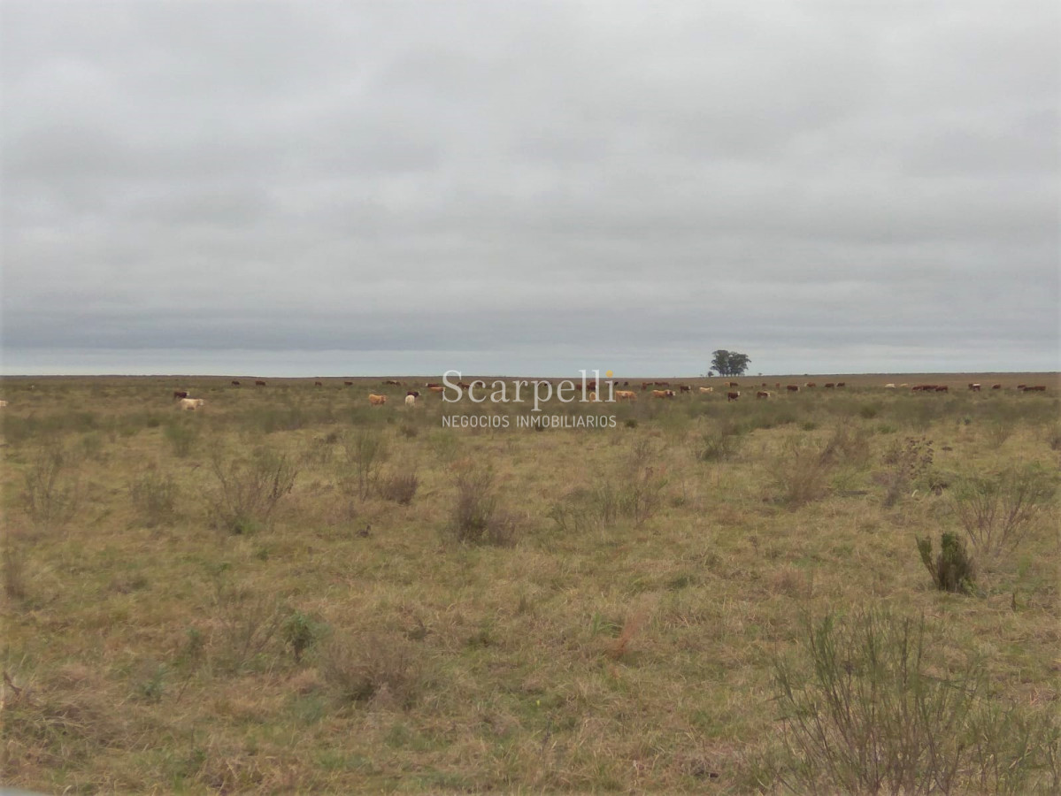 Campo Ref.42955 - Estupendo Campo Agrícola Ganadero proximo a Ruta 5 y Ciudad de Durazno