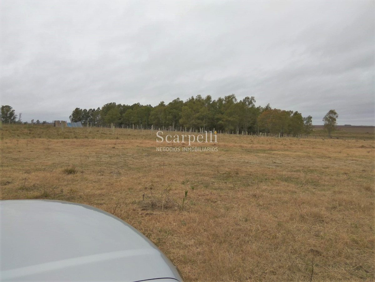 Campo Ref.42955 - Estupendo Campo Agrícola Ganadero proximo a Ruta 5 y Ciudad de Durazno