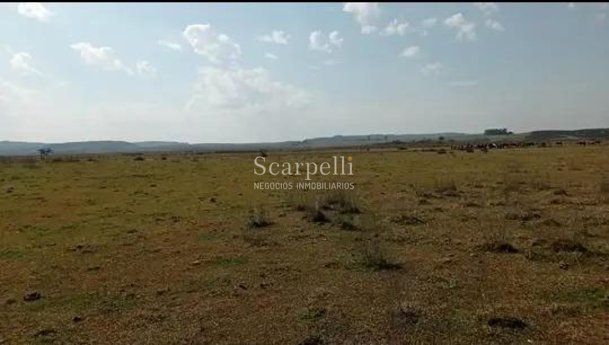 Campo Ref.50474 - VENTA CAMPO RIVERA 86 Hás Costa Rio Tacuarembó Ideal Cultivos Húmedos Arroz Soja etc.