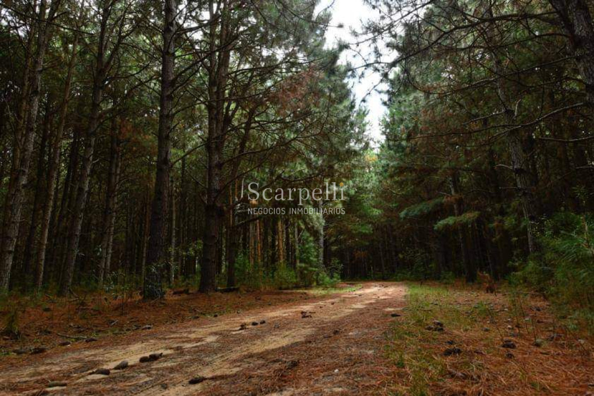 Campo Ref.46797 - Importante Chacra Marítima Proximo Cabo Polonio Uruguay con Playa practicamente privada en casi 1 km. de extensión frente al Océano Atlántico.-