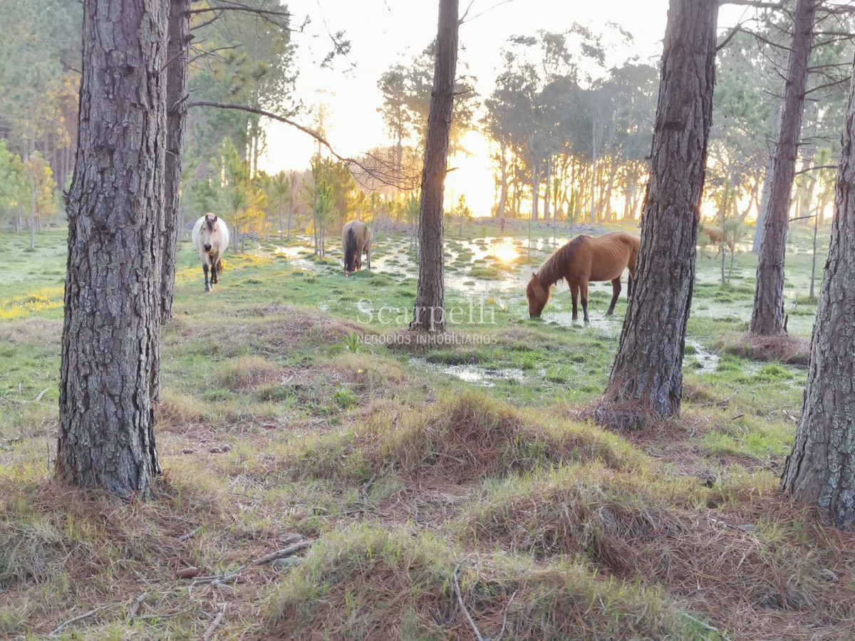 Campo Ref.46797 - Importante Chacra Marítima Proximo Cabo Polonio Uruguay con Playa practicamente privada en casi 1 km. de extensión frente al Océano Atlántico.-