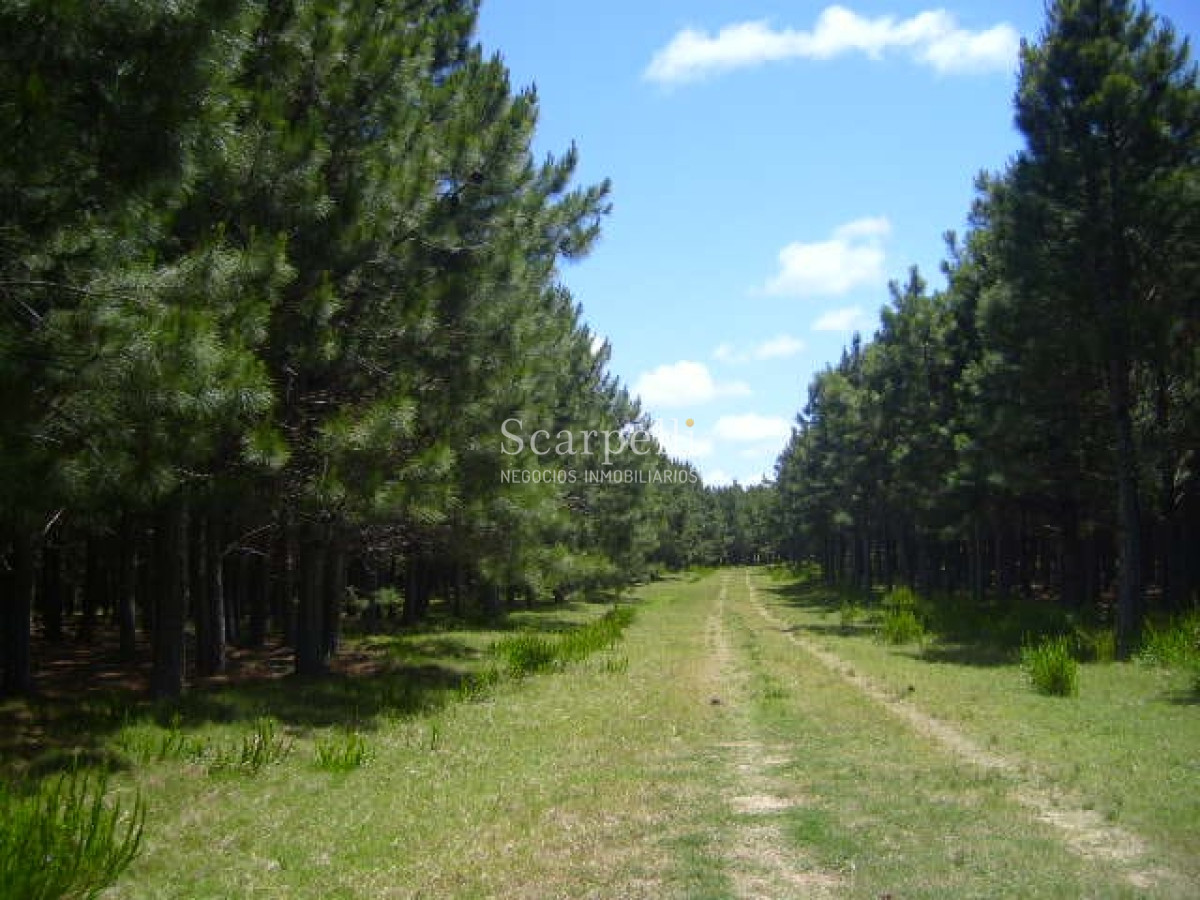 Campo Ref.46797 - Importante Chacra Marítima Proximo Cabo Polonio Uruguay con Playa practicamente privada en casi 1 km. de extensión frente al Océano Atlántico.-