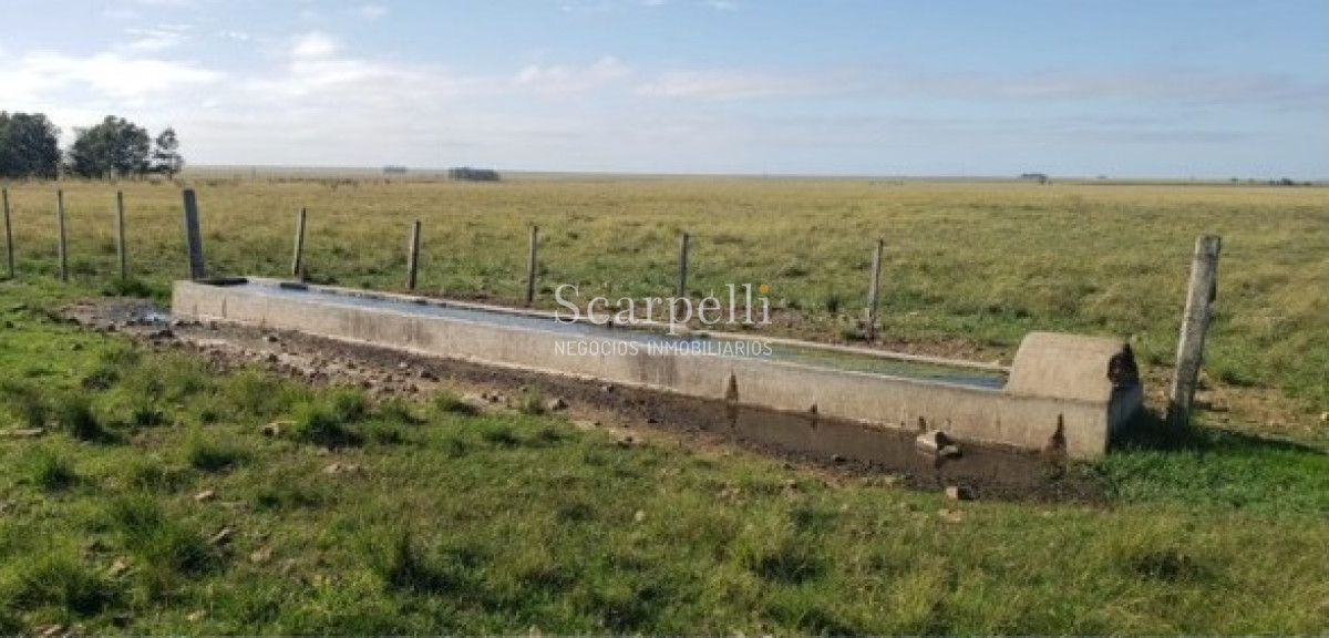 Campo Ref.49361 - Venta Campo Artigas 911 hás Ganadero Bueno próximo Baltasar Brum con instalaciones de trabajo.-