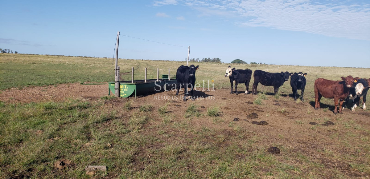 Campo Ref.49361 - Venta Campo Artigas 911 hás Ganadero Bueno próximo Baltasar Brum con instalaciones de trabajo.-