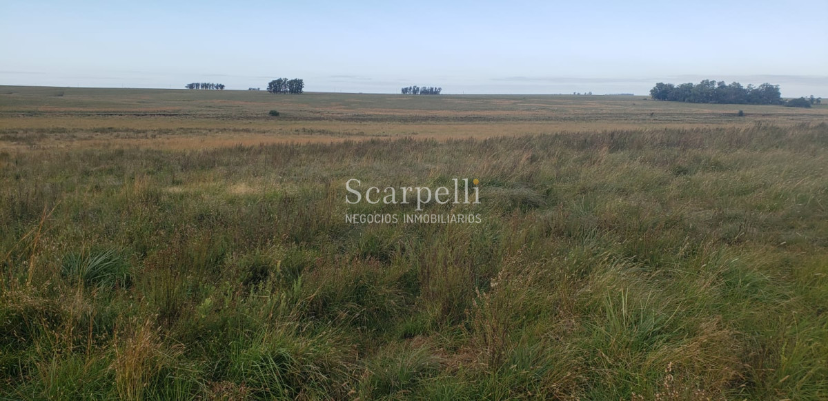 Campo Ref.49361 - Venta Campo Artigas 911 hás Ganadero Bueno próximo Baltasar Brum con instalaciones de trabajo.-