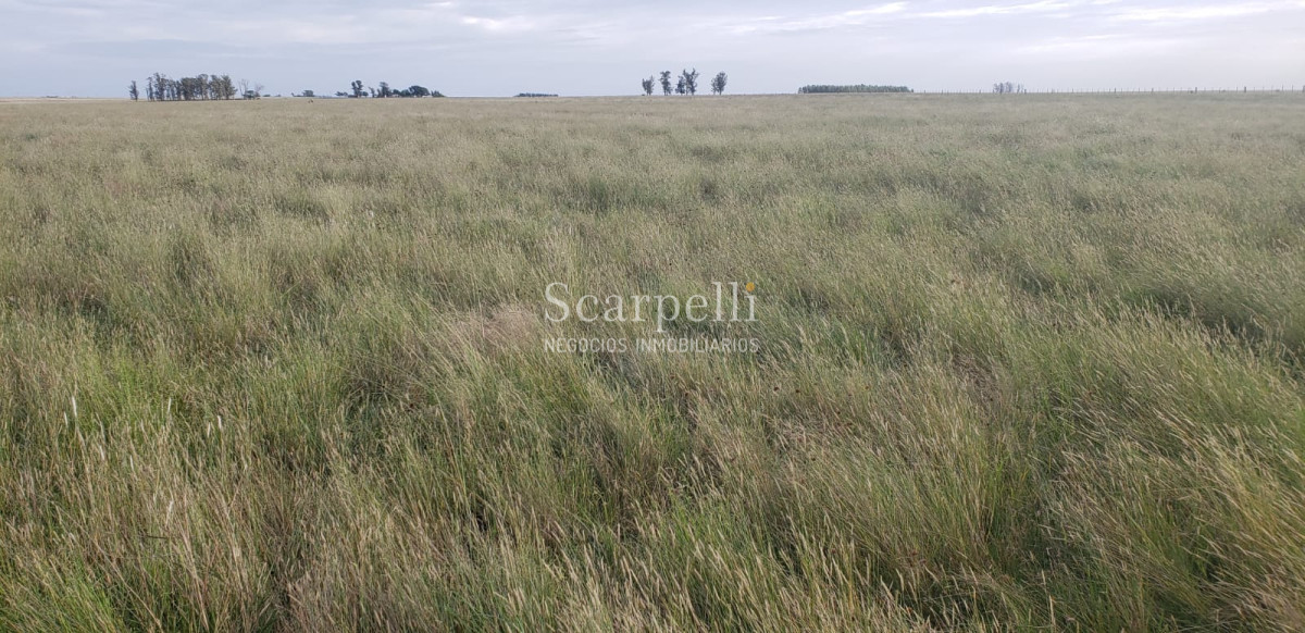 Campo Ref.49361 - Venta Campo Artigas 911 hás Ganadero Bueno próximo Baltasar Brum con instalaciones de trabajo.-