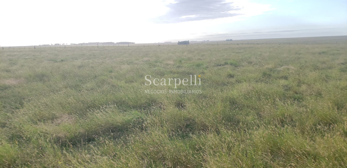 Campo Ref.49361 - Venta Campo Artigas 911 hás Ganadero Bueno próximo Baltasar Brum con instalaciones de trabajo.-