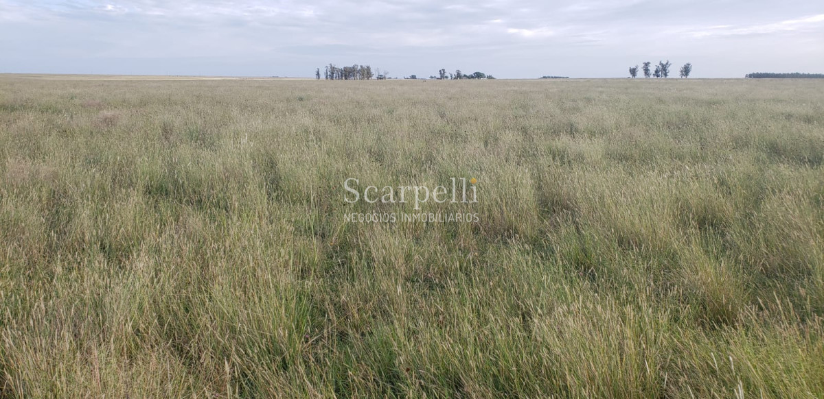Campo Ref.49361 - Venta Campo Artigas 911 hás Ganadero Bueno próximo Baltasar Brum con instalaciones de trabajo.-