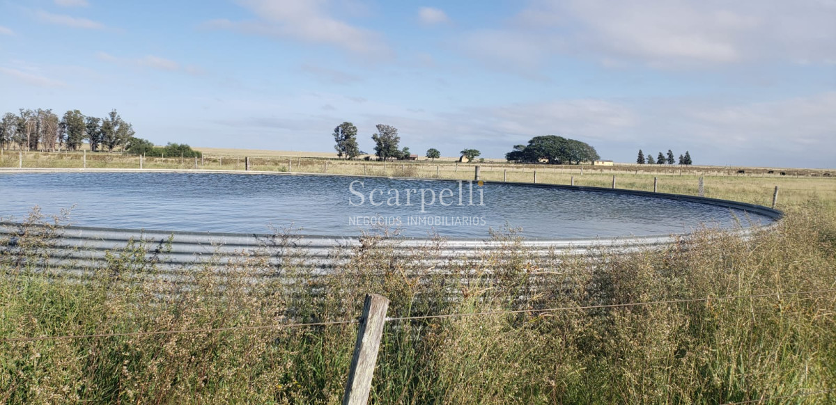Campo Ref.49361 - Venta Campo Artigas 911 hás Ganadero Bueno próximo Baltasar Brum con instalaciones de trabajo.-