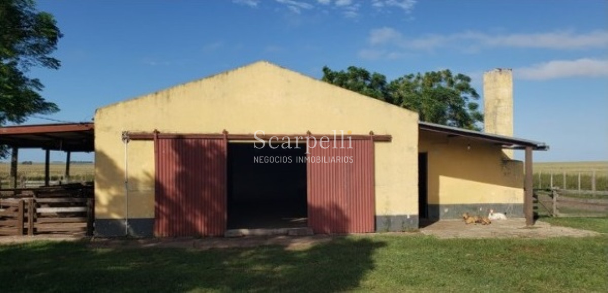 Campo Ref.49361 - Venta Campo Artigas 911 hás Ganadero Bueno próximo Baltasar Brum con instalaciones de trabajo.-
