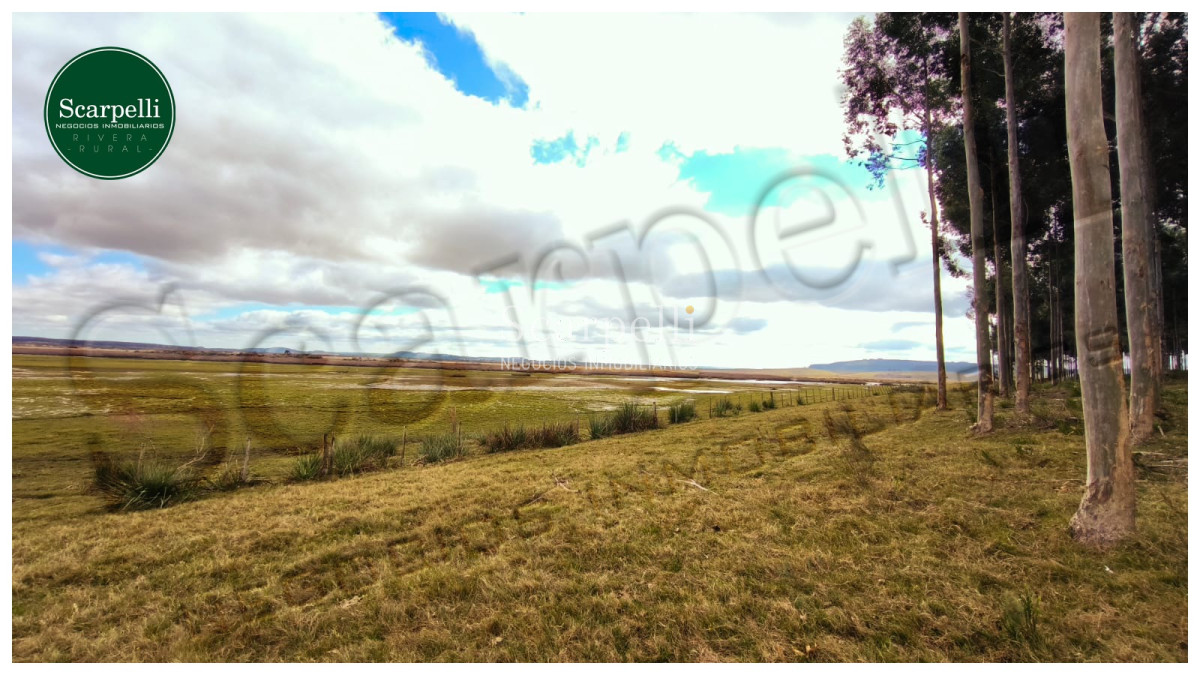 Campo Ref.50474 - VENTA CAMPO RIVERA 86 Hás Costa Rio Tacuarembó Ideal Cultivos Húmedos Arroz Soja etc.