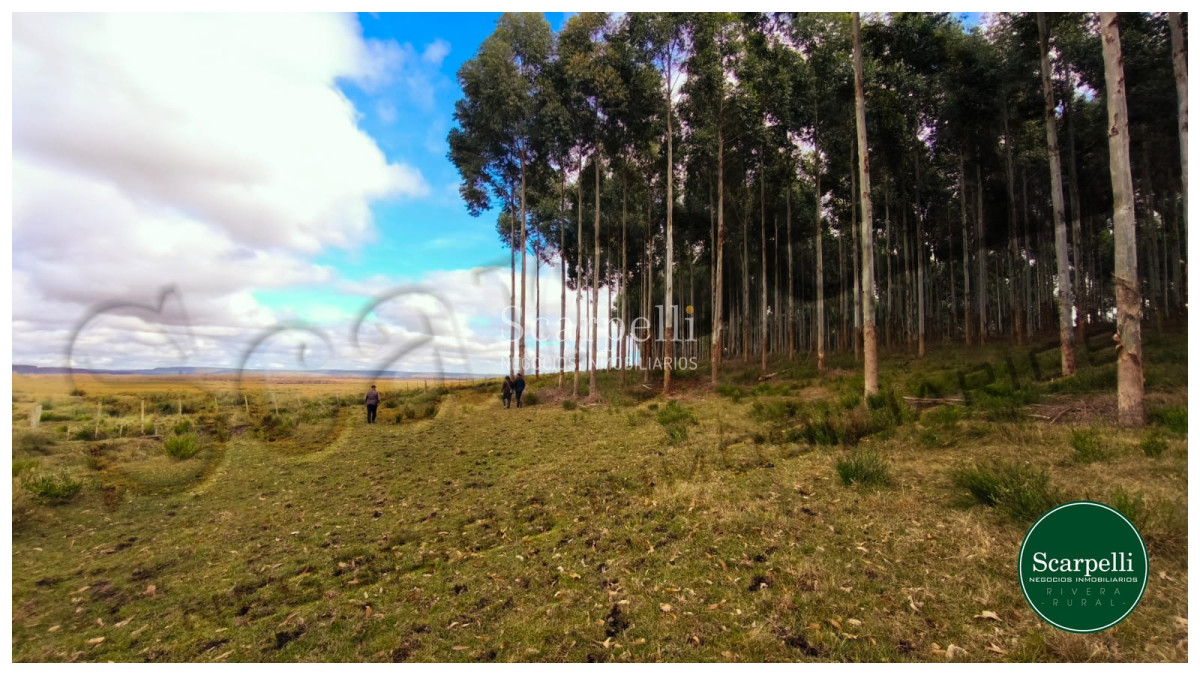 Campo Ref.50474 - VENTA CAMPO RIVERA 86 Hás Costa Rio Tacuarembó Ideal Cultivos Húmedos Arroz Soja etc.