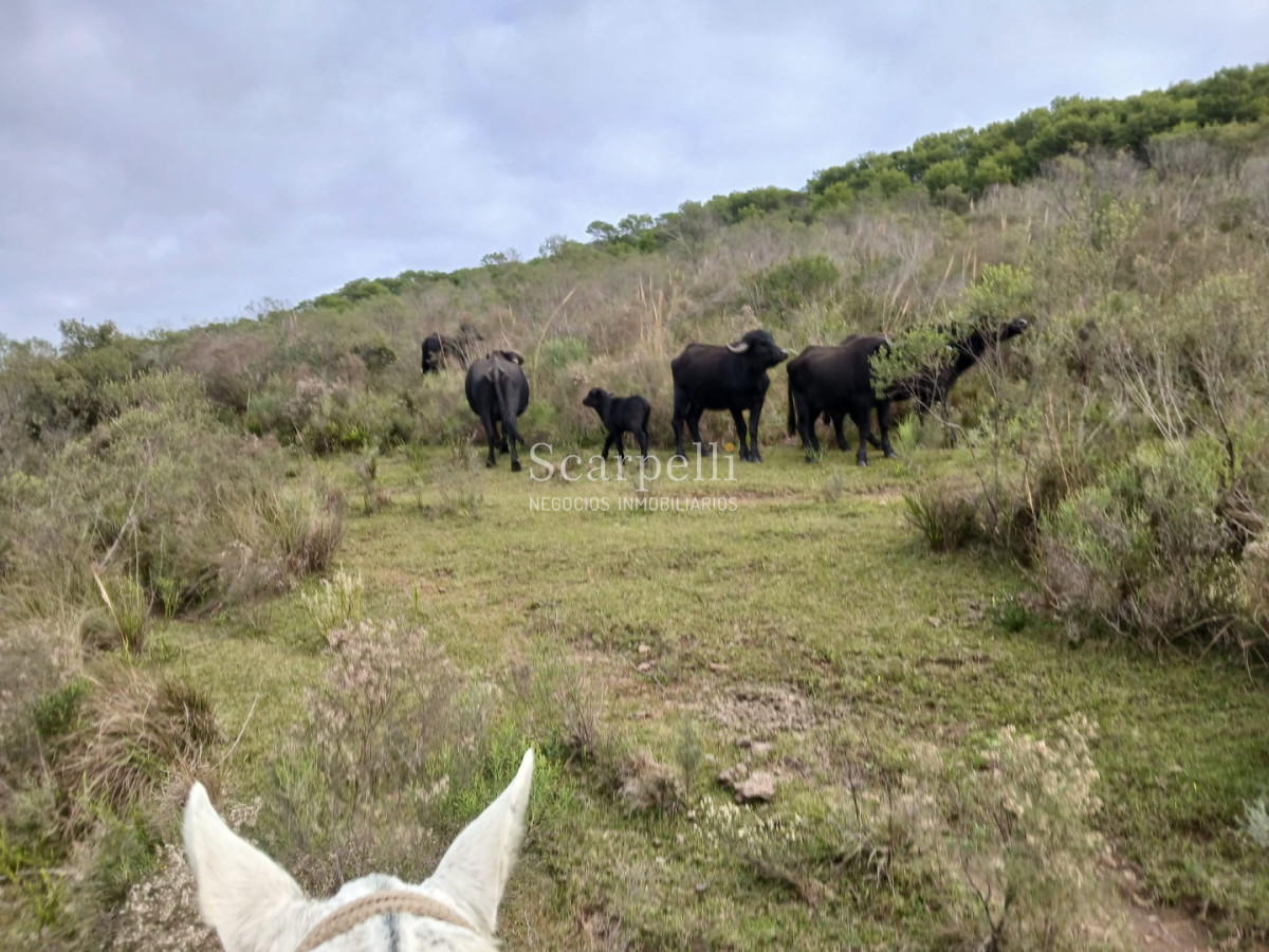 Campo Ref.50624 - Campo en Rural, 