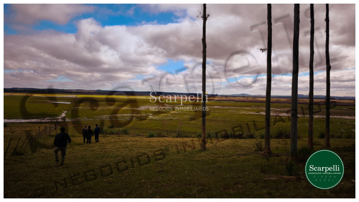 Campo Ref.50474 - VENTA CAMPO RIVERA 86 Hás Costa Rio Tacuarembó Ideal Cultivos Húmedos Arroz Soja etc.