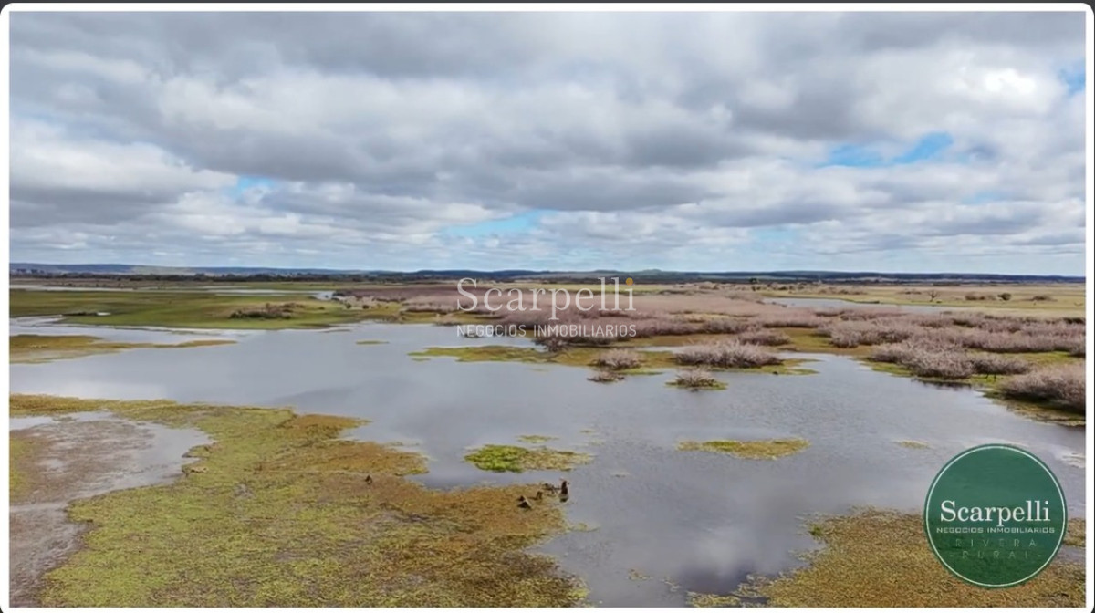 Campo Ref.50474 - VENTA CAMPO RIVERA 86 Hás Costa Rio Tacuarembó Ideal Cultivos Húmedos Arroz Soja etc.