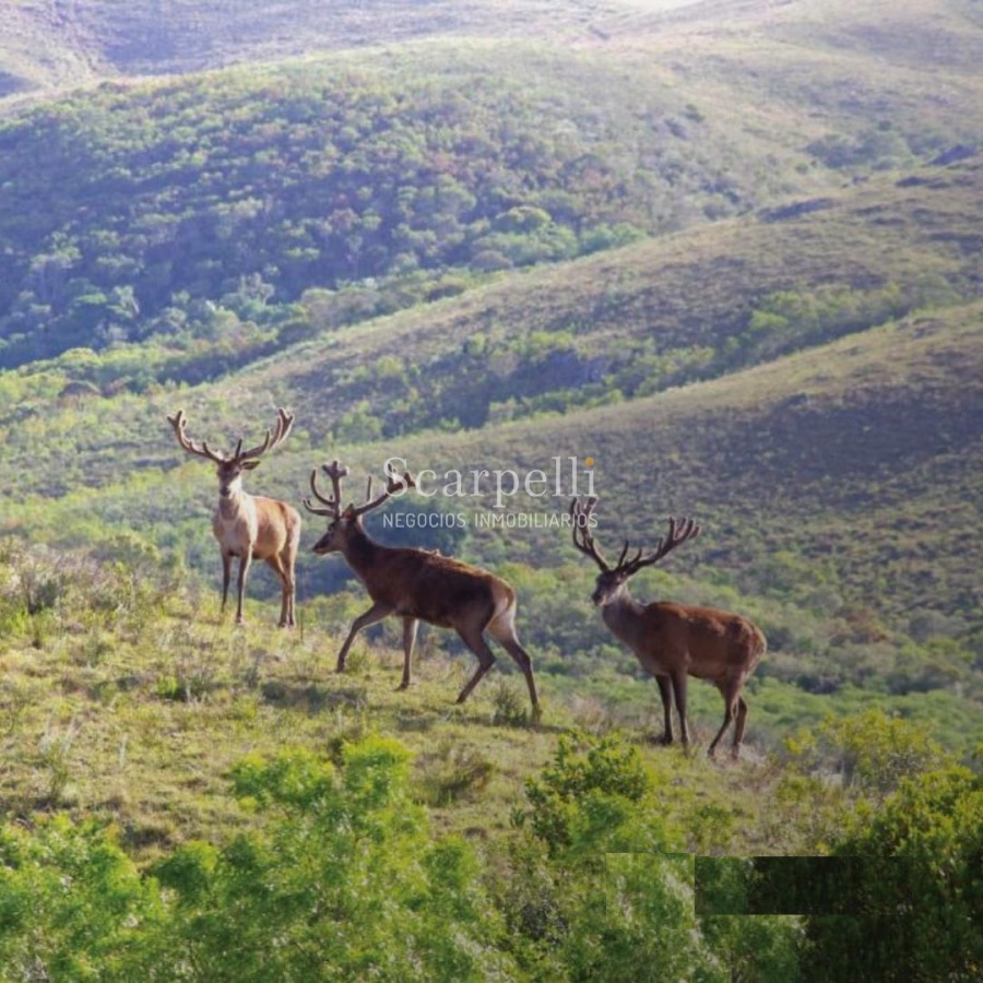 Campo Ref.50624 - Campo en Rural, 