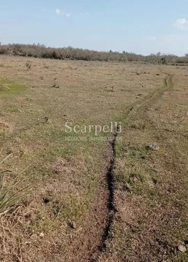 Campo Ref.50474 - VENTA CAMPO RIVERA 86 Hás Costa Rio Tacuarembó Ideal Invernada