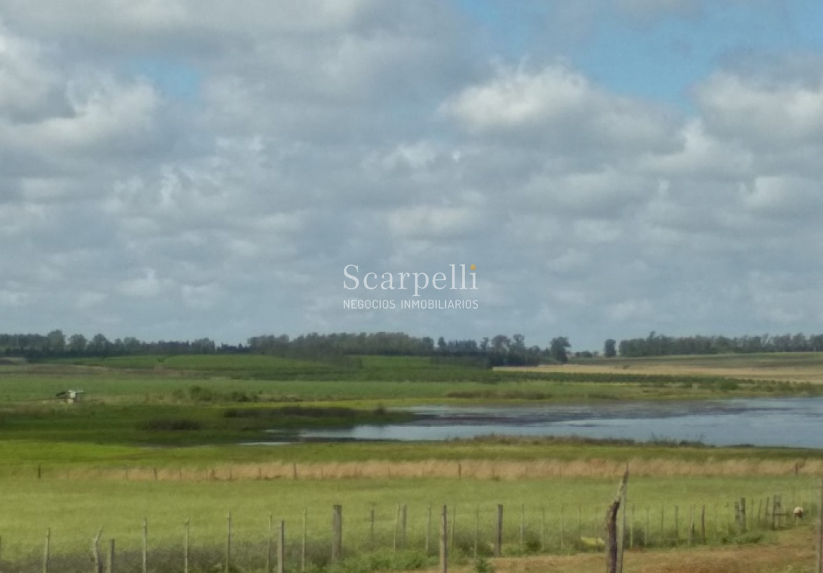 Campo Ref.34048 - ARTIGAS VENTA CAMPO 320 Hás  Próximo Bella Union