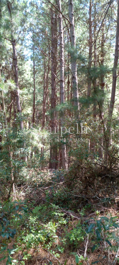 Campo Ref.34841 - VENTA CAMPO CERRO LARGO PROXIMO A MELO