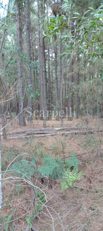 Campo Ref.34841 - VENTA CAMPO CERRO LARGO PROXIMO A MELO