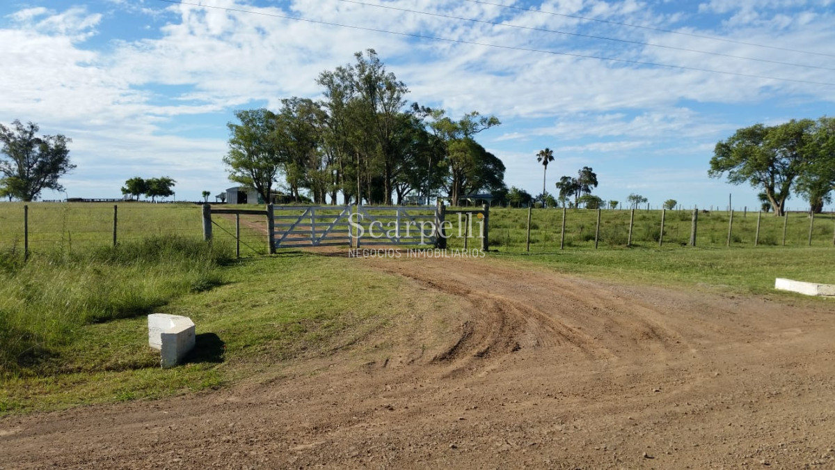 Campo Ref.35740 - VENTA CAMPO ARTIGAS EN LÍMITE CON SALTO MUY PRÓXIMO TERMAS DEL ARAPEY