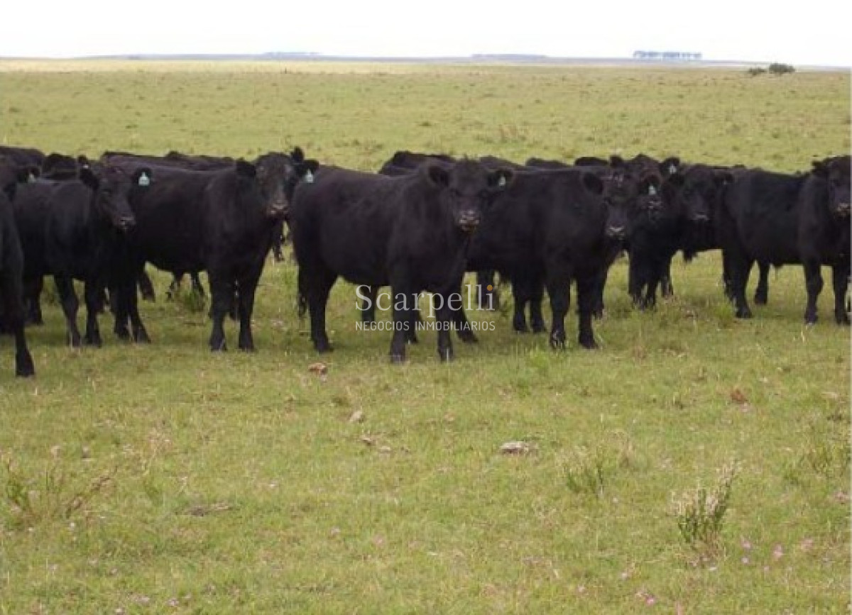 Campo Ref.39420 - VENTA CAMPO ARTIGAS MUY PROLIJO Y COMPLETO PARA TRABAJARLO