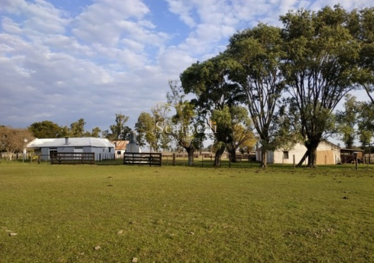Campo Ref.39420 - VENTA CAMPO ARTIGAS MUY PROLIJO Y COMPLETO PARA TRABAJARLO