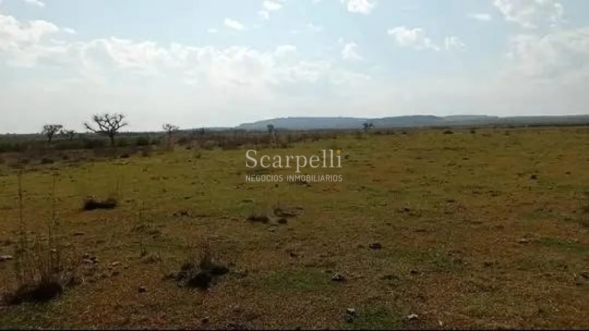 Campo Ref.50474 - VENTA CAMPO RIVERA 86 Hás Costa Rio Tacuarembó Ideal Invernada
