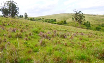 VENTA CAMPO ROCHA PROXIMO LAGUNA DE CASTILLOS ENTRE 19 DE ABRIL Y CIUDAD DE CASTILLOS