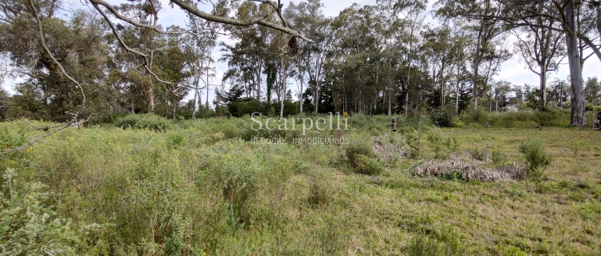 Terreno ID.40433 - Importante Terreno sobre Cno. Lussich esq. Cno al Viejo Hospital  P. 45 Mansa