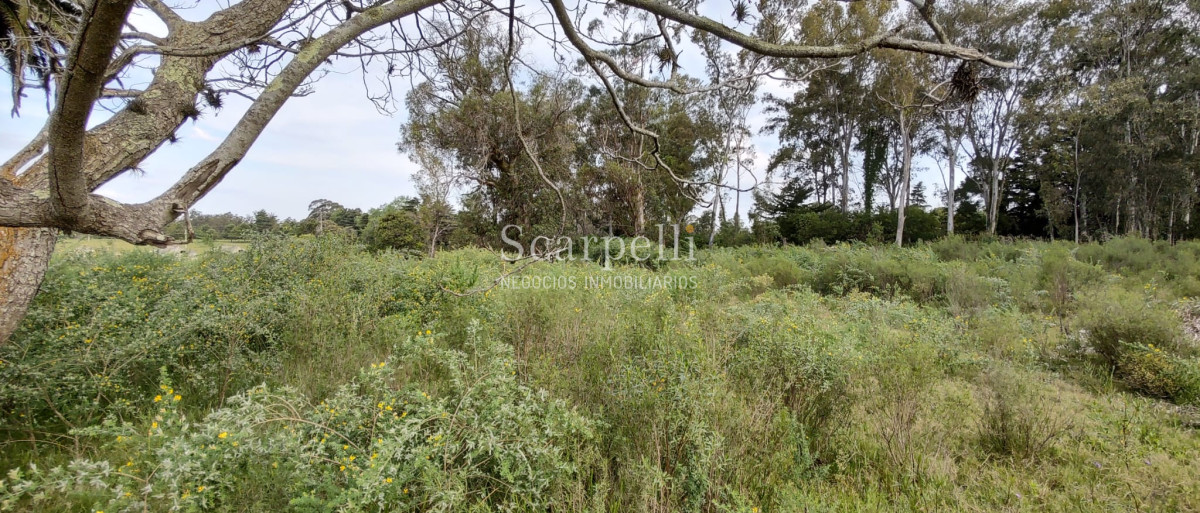 Terreno ID.40433 - Importante Terreno sobre Cno. Lussich esq. Cno al Viejo Hospital  P. 45 Mansa