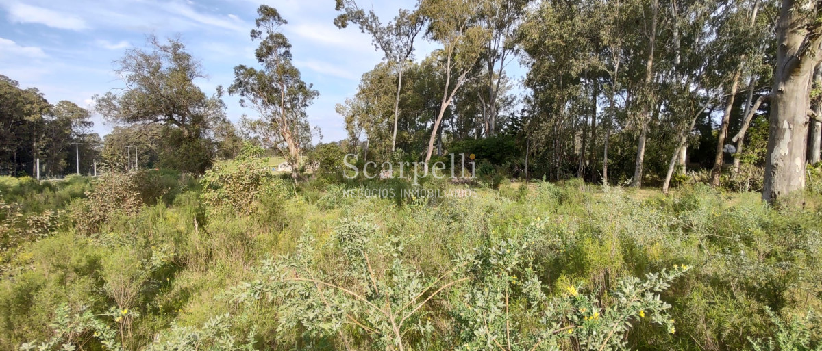 Terreno ID.40433 - Importante Terreno sobre Cno. Lussich esq. Cno al Viejo Hospital  P. 45 Mansa