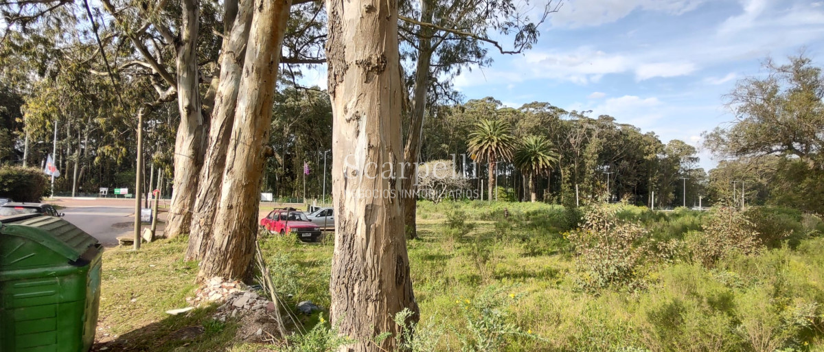 Terreno ID.40433 - Importante Terreno sobre Cno. Lussich esq. Cno al Viejo Hospital  P. 45 Mansa