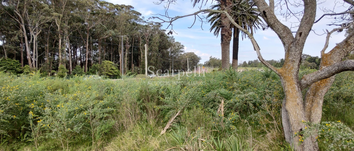 Terreno ID.40433 - Importante Terreno sobre Cno. Lussich esq. Cno al Viejo Hospital  P. 45 Mansa