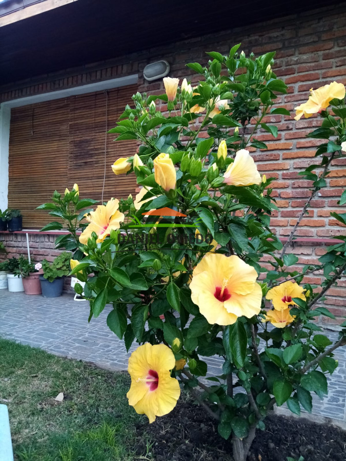 Casa ID.231/Casa-tipo-chalet-en-venta-a-metros-de-Av.-Rodó. - Casa tipo chalet en venta a metros de Av. Rodó.