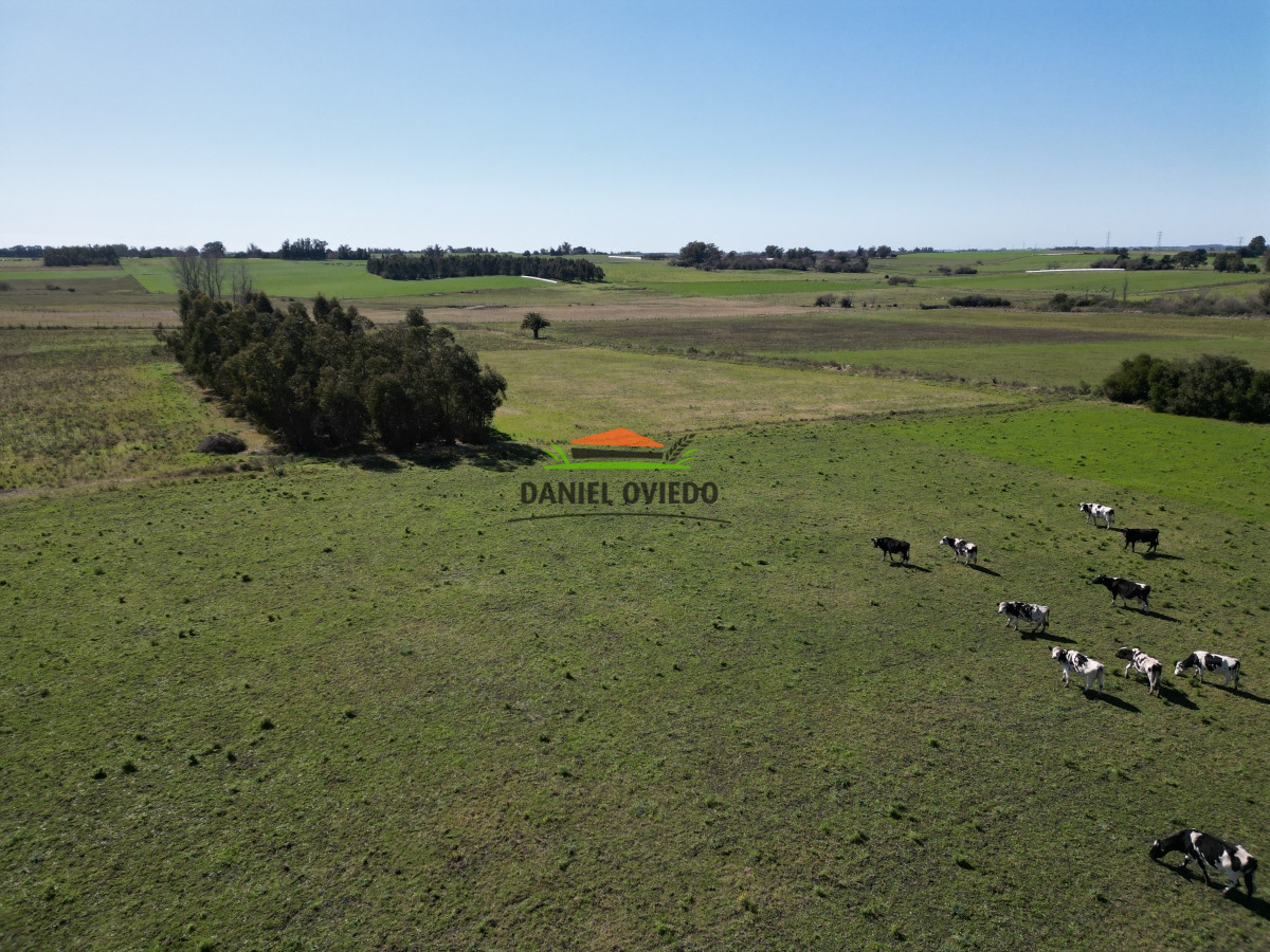 Chacra ID.132 - Muy buena chacra en venta en una de las mejores zonas de Nueva Helvecia. RESERVADA!!