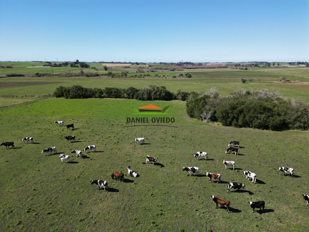 Chacra ID.132 - Muy buena chacra en venta en una de las mejores zonas de Nueva Helvecia. RESERVADA!!