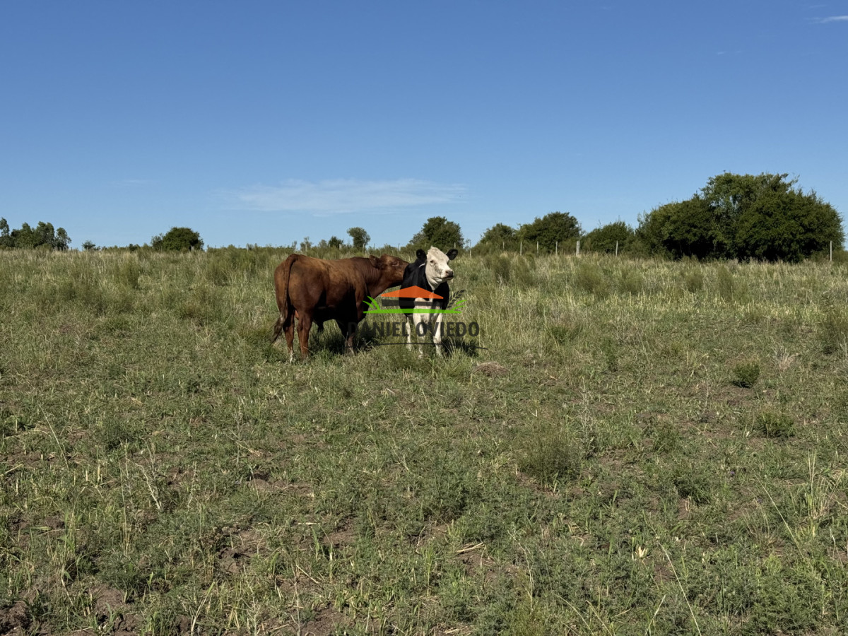 Chacra ID.344/Chacra-de-5,5-hect - Chacra de 5,5 hectáreas con agua en Cufré - Departamento de Colonia