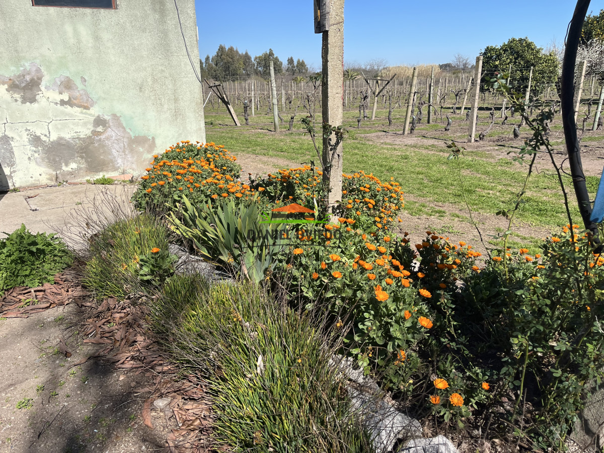 Chacra ID.255/Excelente-oportunidad-antigua-Bodega-y-viñedos-en-venta-en-Carmelo. - Excelente oportunidad antigua Bodega y viñedos en venta en Carmelo.
