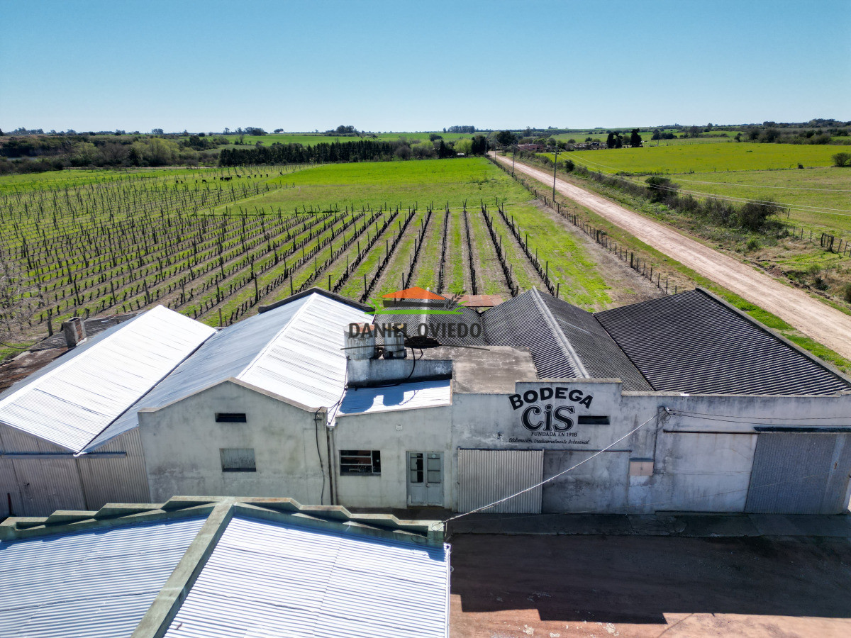 Chacra ID.255/Excelente-oportunidad-antigua-Bodega-y-viñedos-en-venta-en-Carmelo. - Excelente oportunidad antigua Bodega y viñedos en venta en Carmelo.