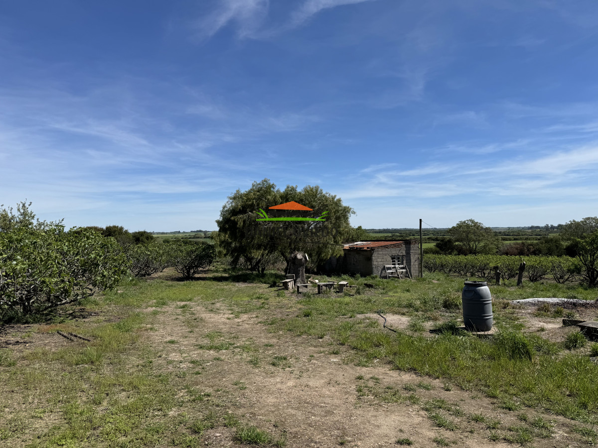 Chacra ID.272/Chacra-de-1,3-Has-con-plantación-de-higueras---Cerca-de-Nueva-Helvecia - Chacra de 1,3 Has con plantación de higueras - Cerca de Nueva Helvecia