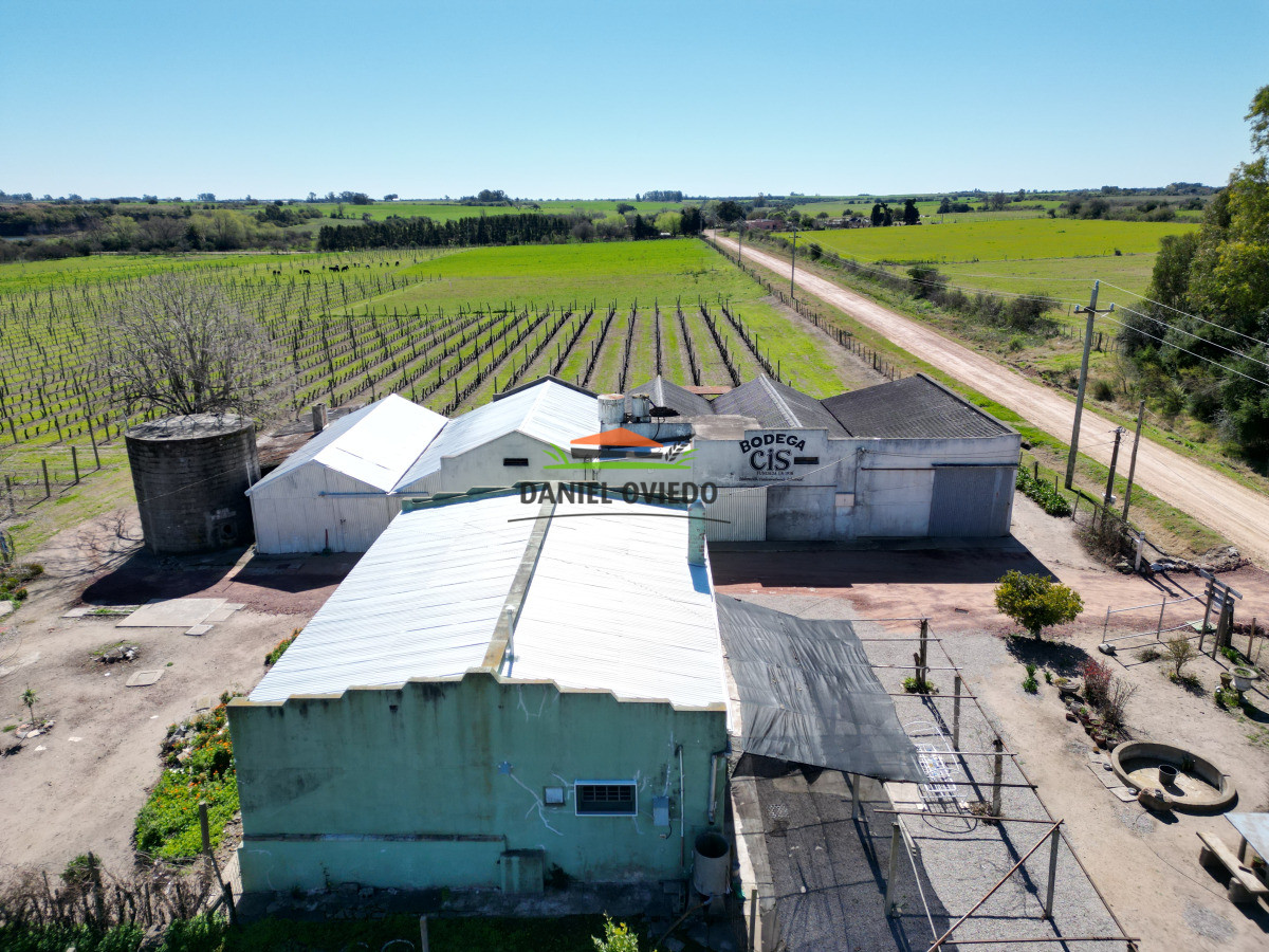 Chacra ID.255/Excelente-oportunidad-antigua-Bodega-y-viñedos-en-venta-en-Carmelo. - Excelente oportunidad antigua Bodega y viñedos en venta en Carmelo.