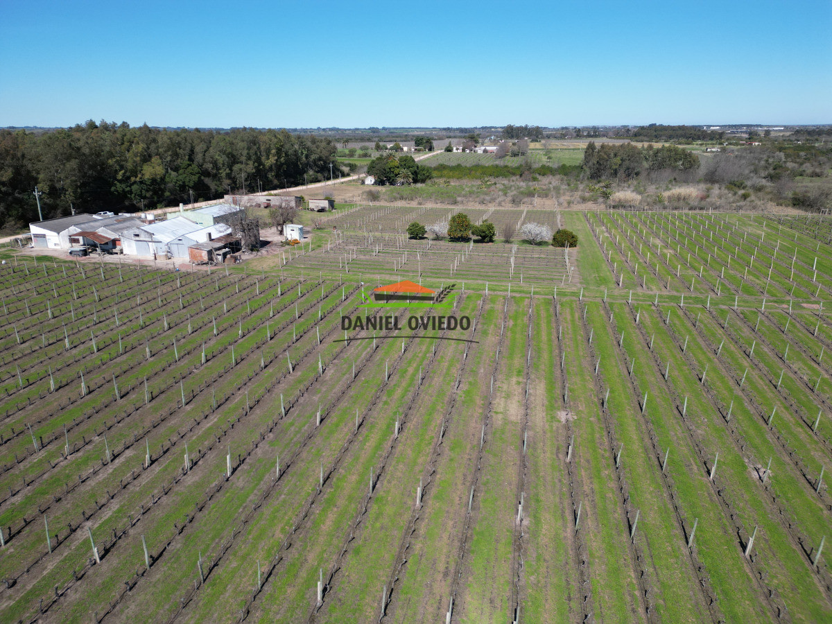 Chacra ID.255/Excelente-oportunidad-antigua-Bodega-y-viñedos-en-venta-en-Carmelo. - Excelente oportunidad antigua Bodega y viñedos en venta en Carmelo.